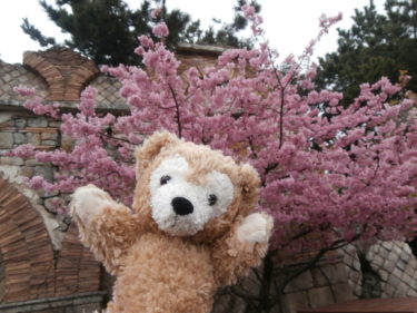 ディズニーは桜の名所！春のパークでお花見しよう!!